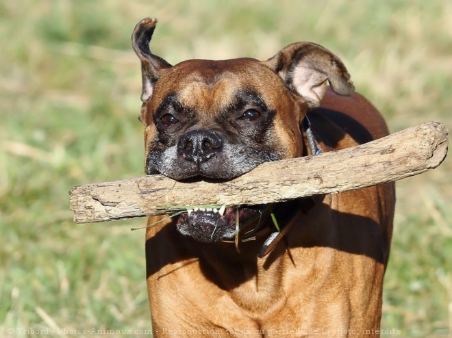 Photo de Boxer