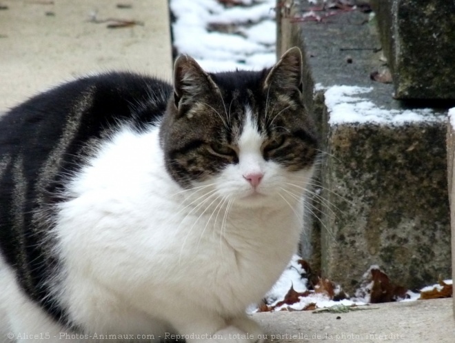 Photo de Chat domestique