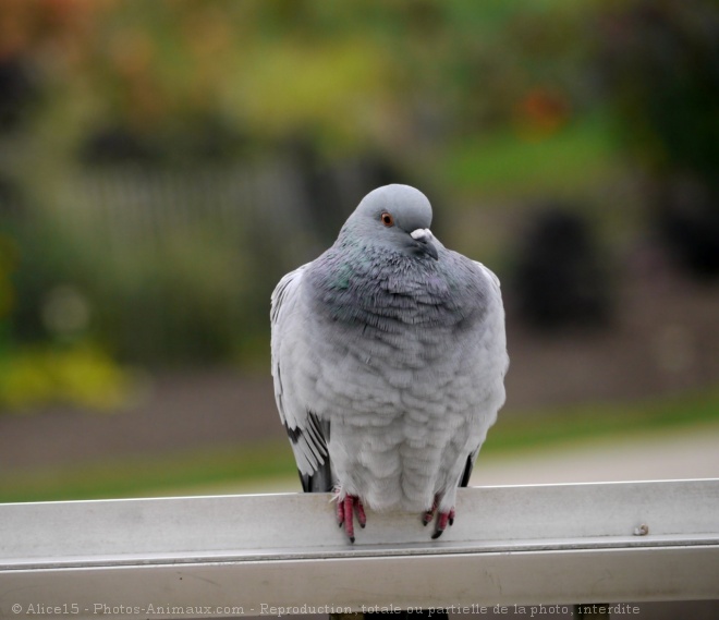 Photo de Pigeon