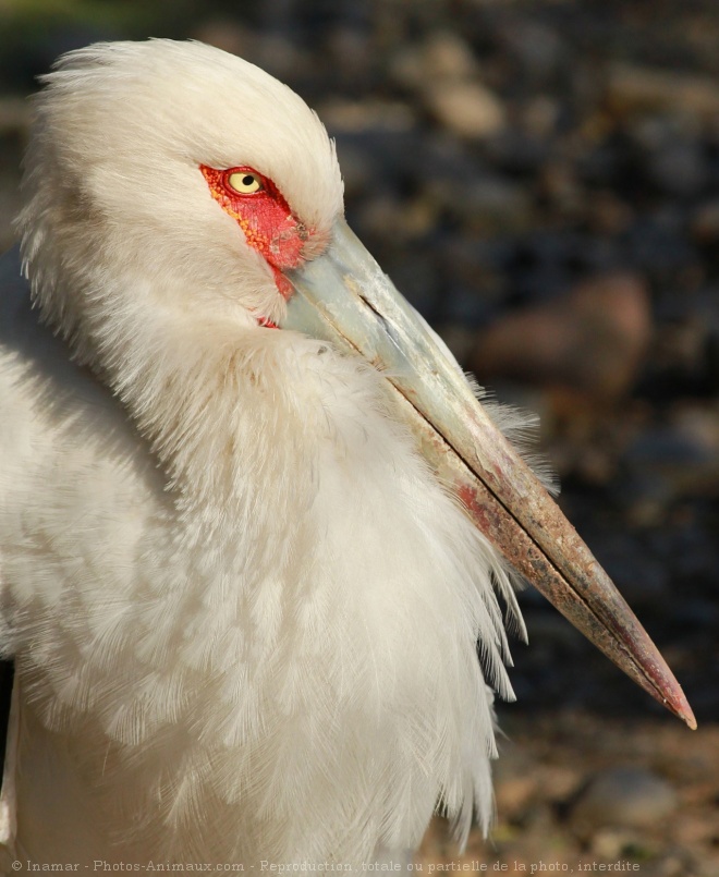 Photo de Cigogne