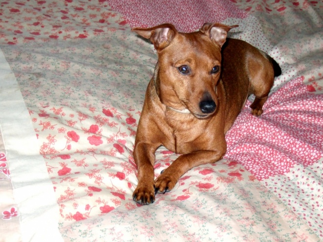 Photo de Pinscher nain