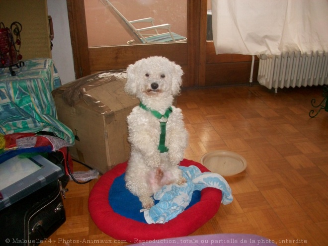 Photo de Bichon maltais