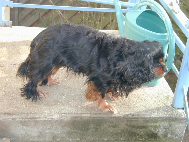 Photo de Cavalier king charles spaniel