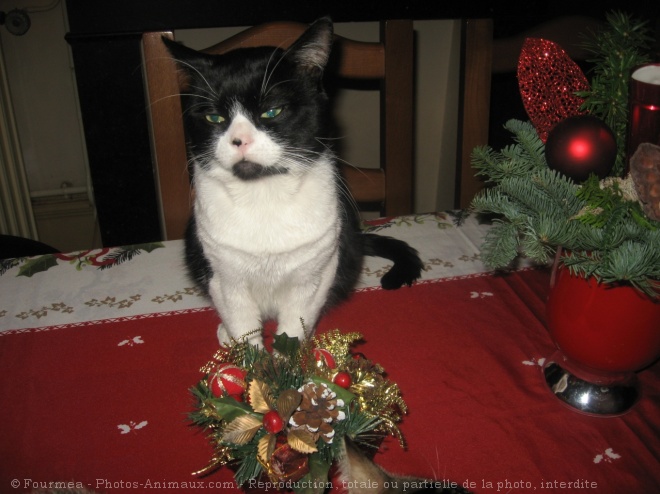 Photo de Chat domestique