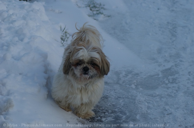 Photo de Shih tzu