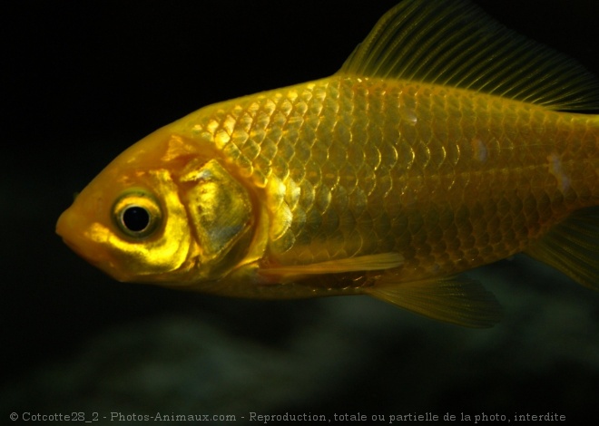 Photo de Poissons rouges