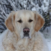 Photo de Golden retriever