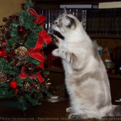 Photo de Chat domestique