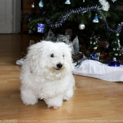 Photo de Coton de tulear