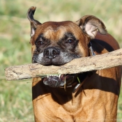 Photo de Boxer