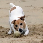 Photo de Jack russell terrier