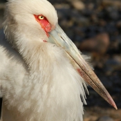 Photo de Cigogne