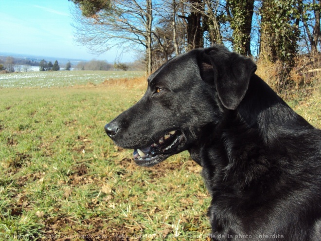 Photo de Labrador retriever