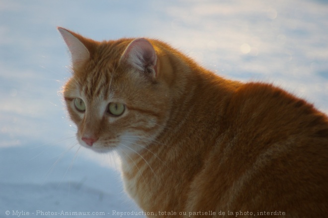 Photo de Chat domestique