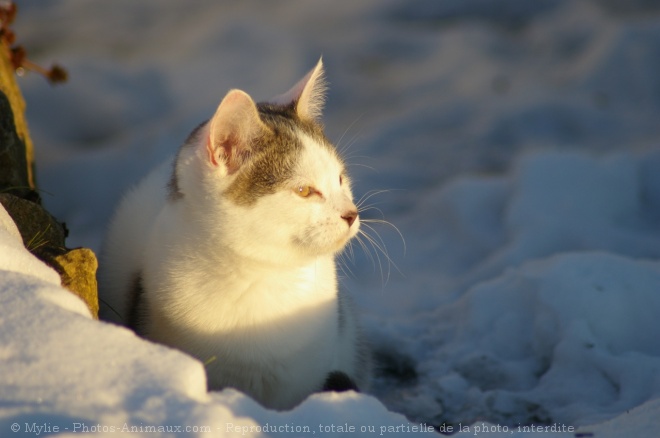 Photo de Chat domestique