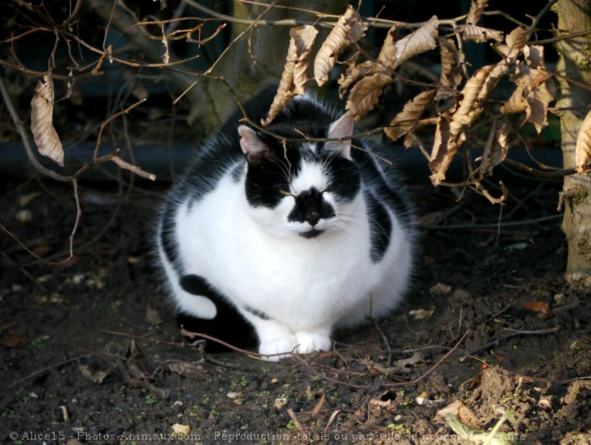 Photo de Chat domestique