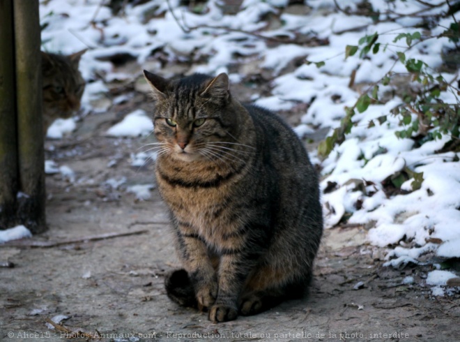 Photo de Chat domestique