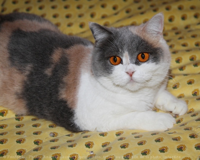 Photo de British shorthair