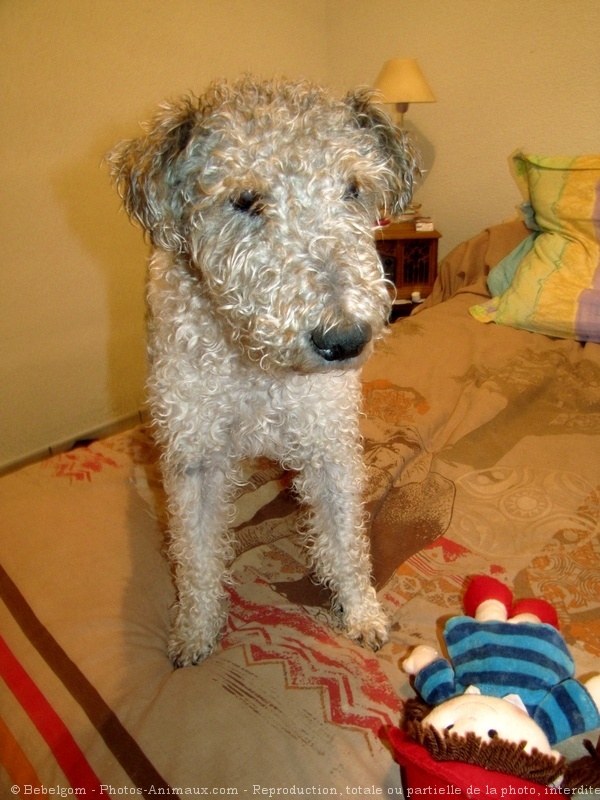 Photo de Fox terrier  poil dur