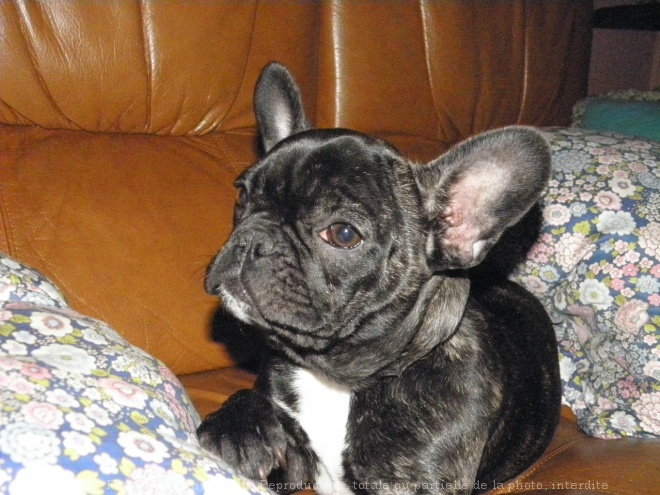 Photo de Bouledogue franais