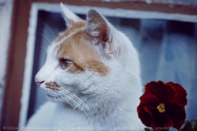 Photo de Chat domestique