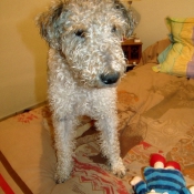 Photo de Fox terrier  poil dur