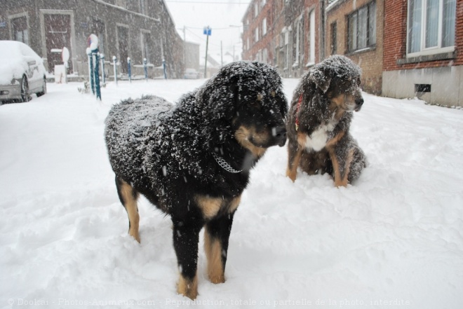 Photo de Dogue du tibet