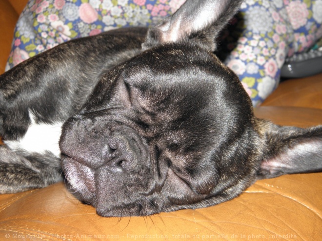 Photo de Bouledogue franais