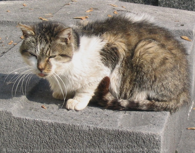 Photo de Chat domestique