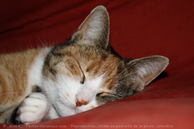 Photo de Chat domestique