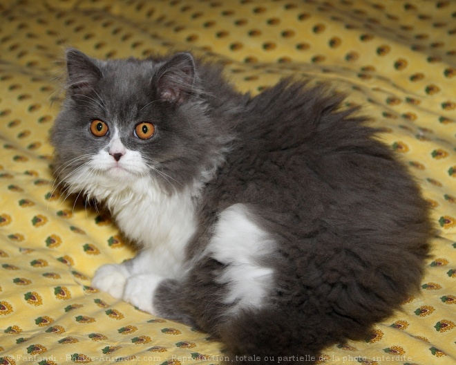 Photo de British longhair