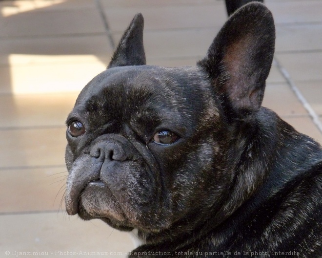 Photo de Bouledogue franais