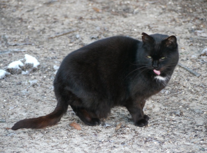 Photo de Chat domestique