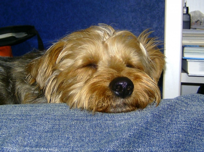 Photo de Norfolk terrier