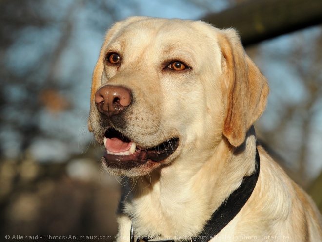 Photo de Labrador retriever