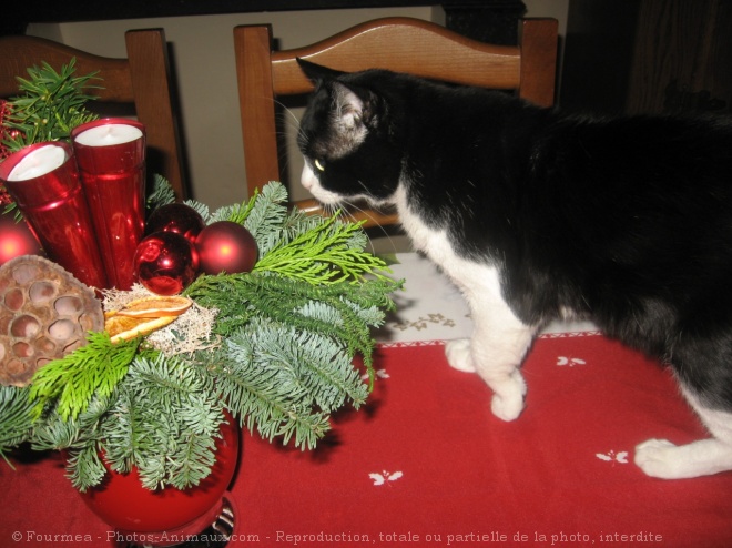 Photo de Chat domestique