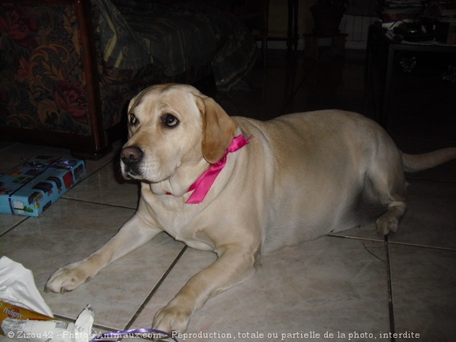 Photo de Labrador retriever