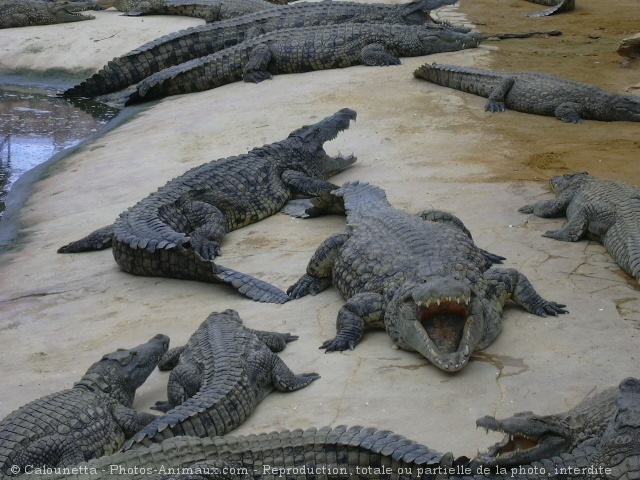 Photo de Crocodile