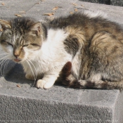 Photo de Chat domestique