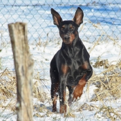 Photo de Dobermann