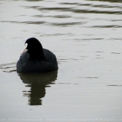 Photo de Foulque macroule