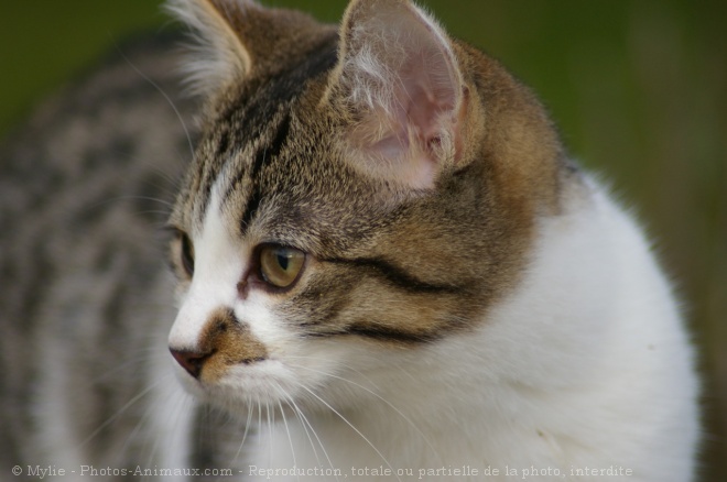 Photo de Chat domestique