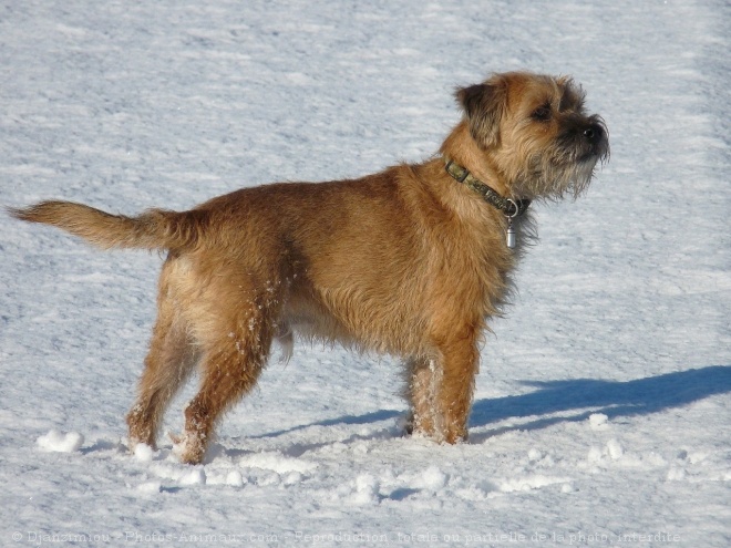 Photo de Border terrier