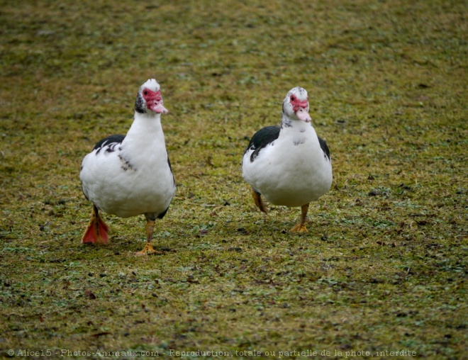 Photo de Canard de barbarie