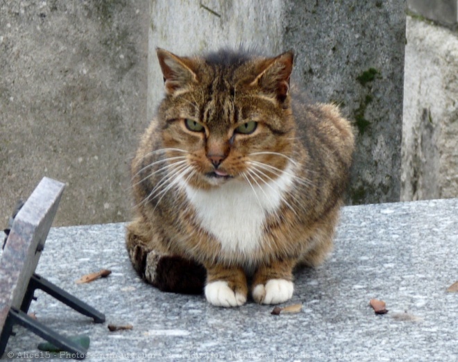 Photo de Chat domestique