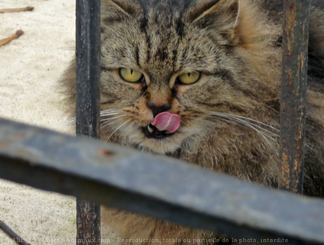 Photo de Chat domestique