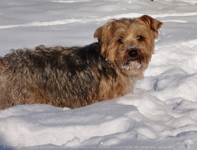 Photo de Norfolk terrier