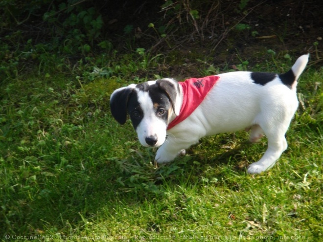 Photo de Jack russell terrier