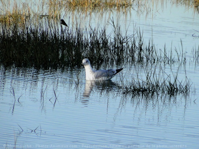 Photo de Mouette