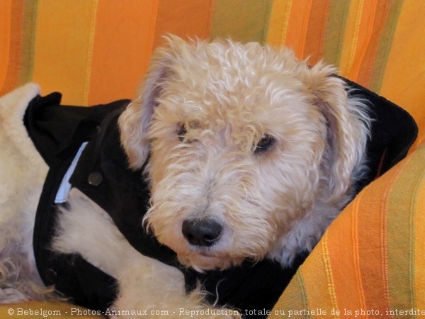 Photo de Fox terrier  poil dur